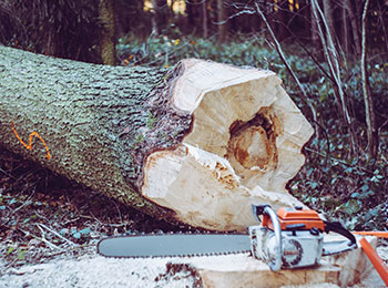 Tuinen Linzey & Jens - Vellen van bomen